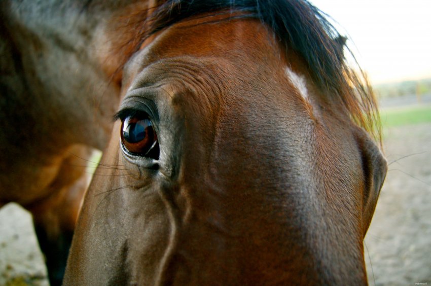 Голодающие лошади Поволжья - «Новости - Энергетики»