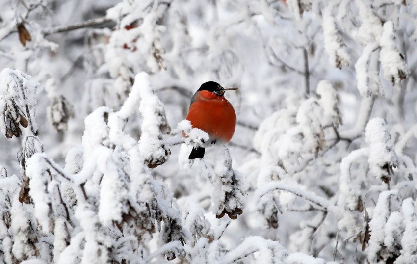 Потребление электроэнергии в энергосистеме Новосибирской области в феврале 2021 года - «Новости - Энергетики»